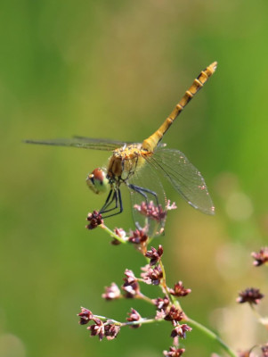 IMG_7160-2 Bloedrode heidelibel.JPG