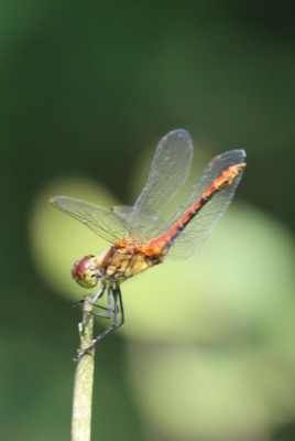 IMG_6740-2 Bloedrode heidelibel.JPG