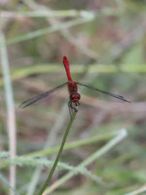 IMG_7785-2 Bloedrode heidelibel.JPG