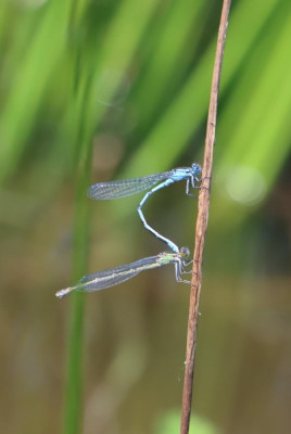 IMG_7053-2 Watersnuffel.JPG