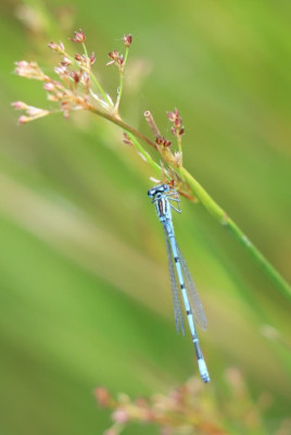 IMG_7782-2 Azuurwaterjuffer.JPG