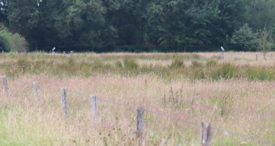 IMG_0368-2 Blauwe reiger.JPG
