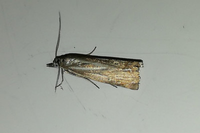 IMG_20240702_000216-2 Gewone grasmot.jpg