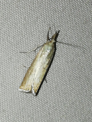 IMG_20240626_002045-2 Gewone grasmot.jpg