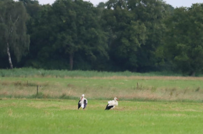IMG_0096-2 Ooievaar.JPG
