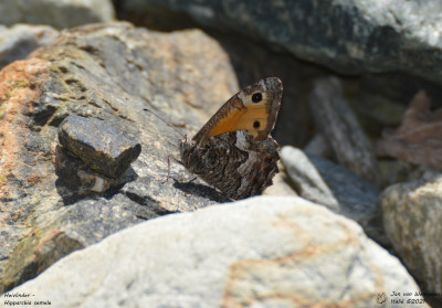 Heivlinder - Hipparchia semele - Nus - Italië