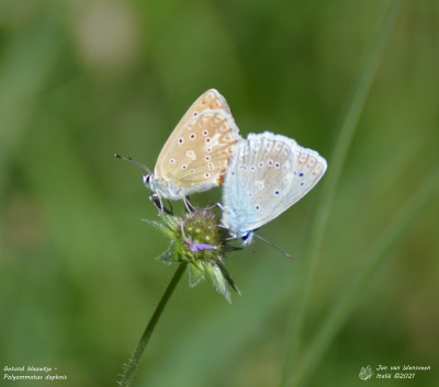 Getand blauwtje - Polyommatus daphnis - Nus - Italië
