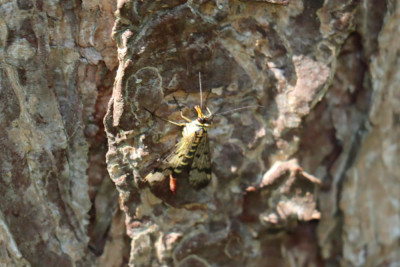 IMG_6632-2 Roodkopschorpioenvlieg (Panorpa cognata).JPG