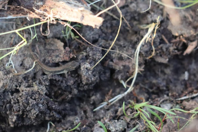 IMG_0935-2 Kleine watersalamander.JPG