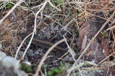 IMG_0926-2 Kleine watersalamander.JPG