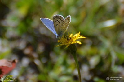 Groot tragantblauwtje - Polyommatus escheri - Nus - Italië