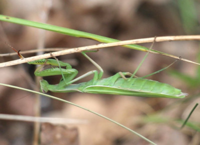 IMG_2266-2 Europese bidsprinkhaan (Mantis religiosa).jpg