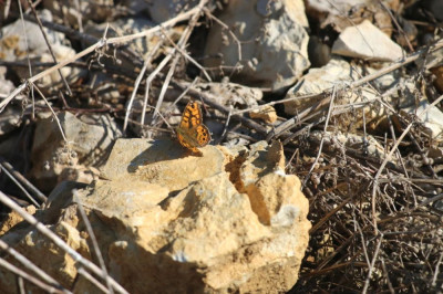 IMG_2470-2 Argusvlinder (Lasiommata megera).jpg