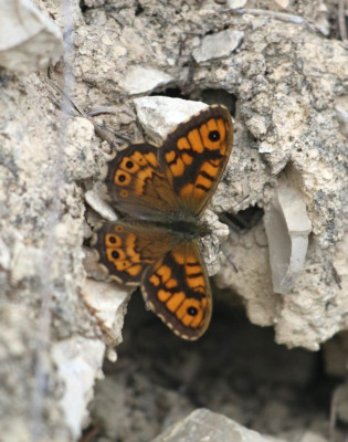 IMG_2331-2 Argusvlinder (Lasiommata megera).jpg