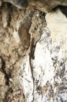 IMG_2320-2 Muurhagedis (Podarcis muralis).jpg