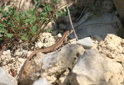 IMG_2440-2 Muurhagedis (Podarcis muralis).jpg