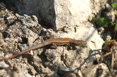 IMG_2444-2 Muurhagedis (Podarcis muralis).jpg