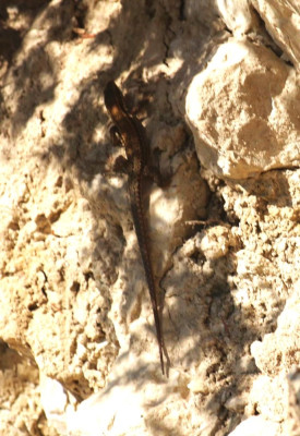 IMG_2485-2 Muurhagedis (Podarcis muralis).jpg