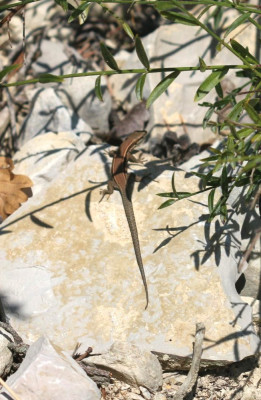 IMG_2492-2 Muurhagedis (Podarcis muralis).jpg