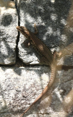 IMG_2680-2 Muurhagedis(Podarcis muralis).jpg