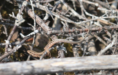 IMG_3170-2 Muurhagedis (Podarcus muralis).jpg