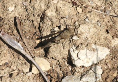 IMG_2497-2 Blauwvleugelsprinkhaan (Oedipoda caerulescens).jpg