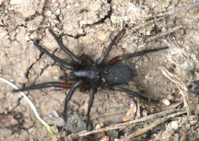 IMG_2247-2 Dennenrichelkaak (Gnaphosa montana).jpg