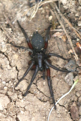 IMG_2250-2 Dennenrichelkaak (Gnaphosa montana).jpg