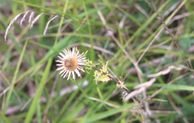IMG_2181-2 Driedistel (Carlina vulgaris).jpg