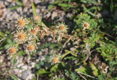 IMG_2450-2 Driedistel (Carlina vulgaris).jpg