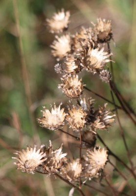 IMG_3140-2 Driedistel (Carlina vulgaris).jpg
