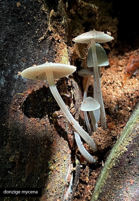 donzige mycena.jpg