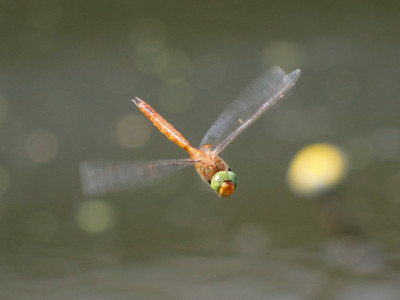 Canon EOS 70D 1794x1348_203150.jpg