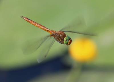 Canon EOS 70D 1972x1428_203152.jpg