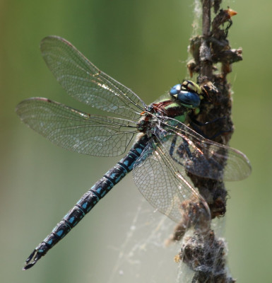 Canon EOS 70D 1325x1377_203094.jpg