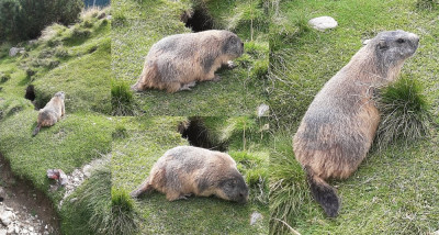 20220817_151303 Alpenmarmot-2b.jpg