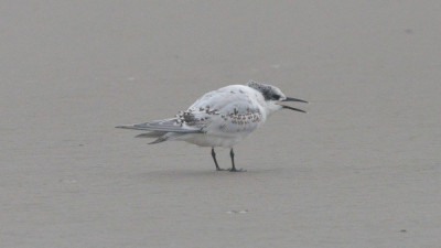 Grote stern (juveniel)