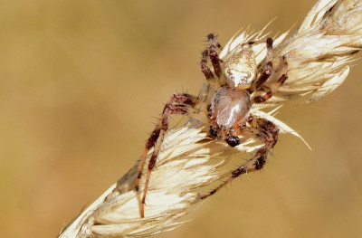 sized_Marmerspin Schulensmeer 17.08.2018.JPG