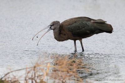 ZwarteIbis049092.JPG