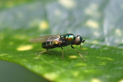Groene glimwapenvlieg ♀