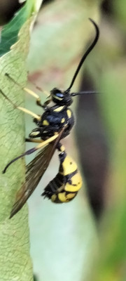 IMG20241003124528.jpg