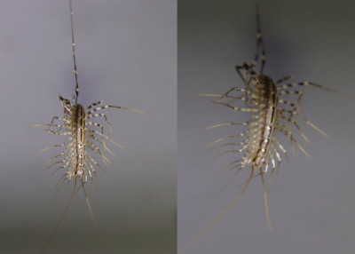 IMG_1877-2 Spinduizendpoot (Scutigera coleoptrata).jpg