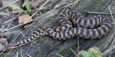 IMG_2146-2 Aspisadder (Vipera aspis).JPG