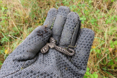 IMG_4454-2 Aspisadder (Vipera aspis).JPG