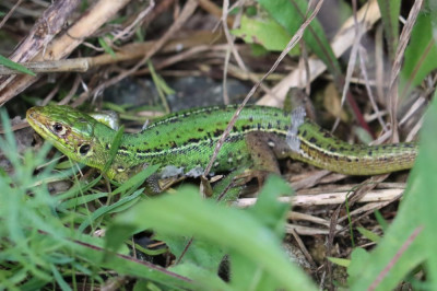 IMG_2267-2 Westelijke smaragdhagedis (Lacerta bilineata).JPG