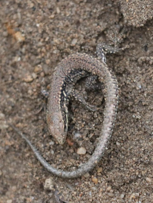 IMG_1782-2 Muurhagedis (Podarcis muralis).JPG
