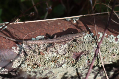 IMG_2056-2 Muurhagedis (Podarcis muralis).JPG