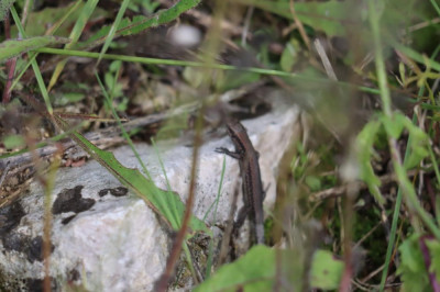 IMG_2237-2 Muurhagedis Podarcis muralis).JPG