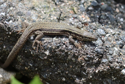 IMG_2342-2 Muurhagedis (Podarcis muralis).JPG