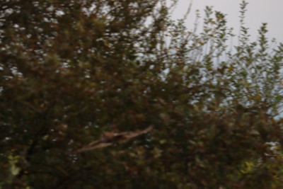 IMG_2951-2 Velduil (Asio flammeus).JPG